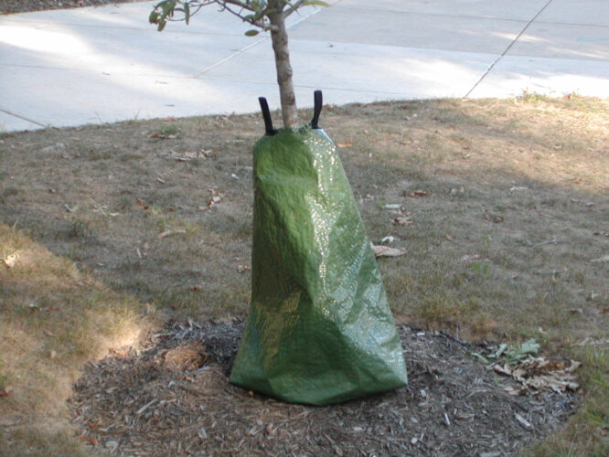 Trees, lawns and rain
